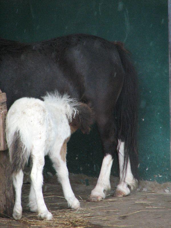 002 Zherebenok poni v Safari-parke Tajgan on zhe Park lvov 1