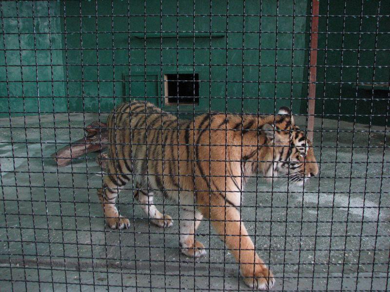 004 Tigr v Safari-parke Tajgan on zhe Park lvov
