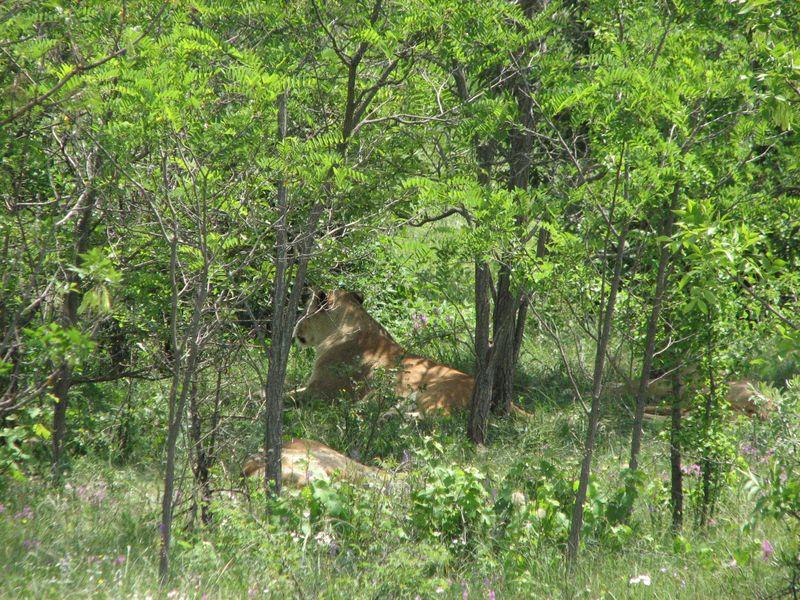 004 Lvi v zaroslyah v Safari-parke Tajgan on zhe Park lvov