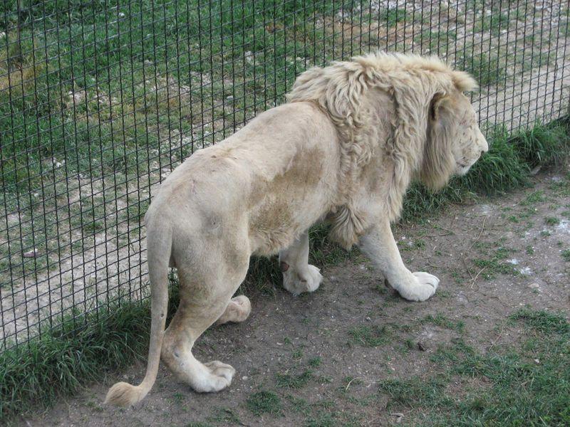 002 Belij lev v Safari-parke Tajgan on zhe Park lvov 1
