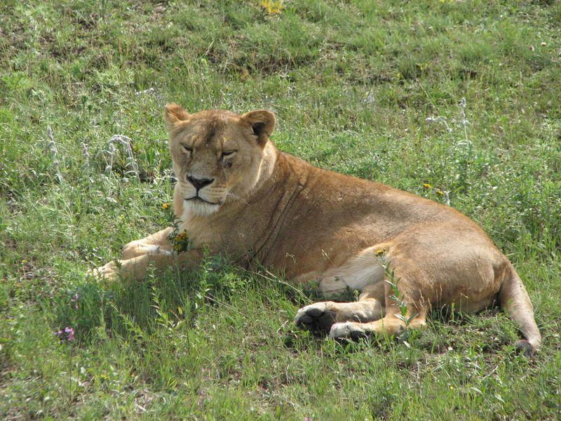 009 Lvica v pole  v Safari-parke Tajgan on zhe Park lvov 2