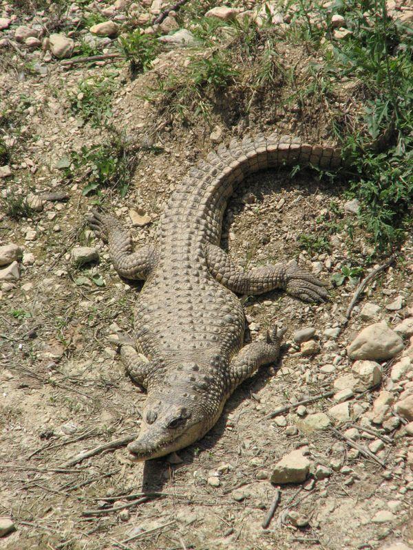002 Krokodil nepodaleku ot lebedej v Safari-parke Tajgan on zhe Park lvov 1
