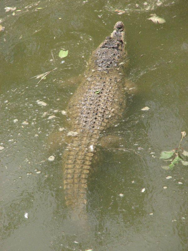 003 Krokodil nepodaleku ot lebedej v Safari-parke Tajgan on zhe Park lvov 2