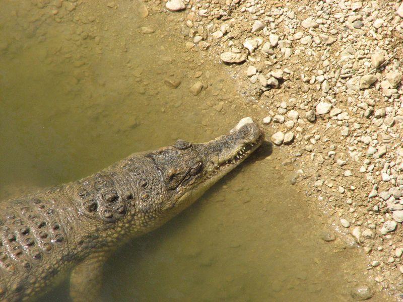 004 Krokodil nepodaleku ot lebedej v Safari-parke Tajgan on zhe Park lvov 3