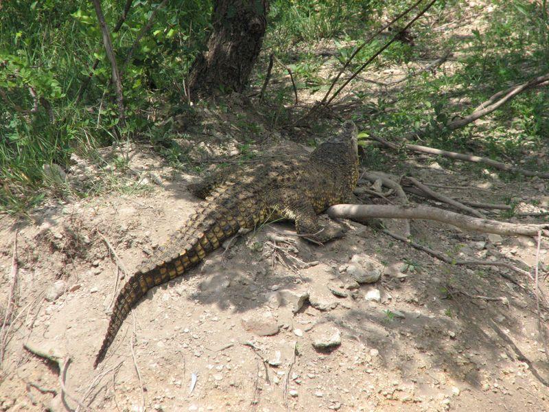 009 Krokodil issleduet okrestnosti v Safari-parke Tajgan on zhe Park lvov 1