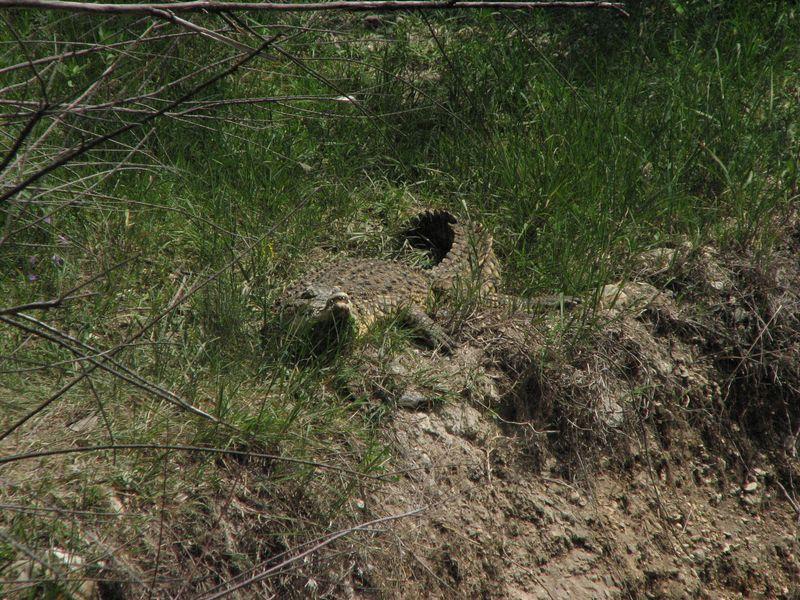 010 Krokodil issleduet okrestnosti v Safari-parke Tajgan on zhe Park lvov 2