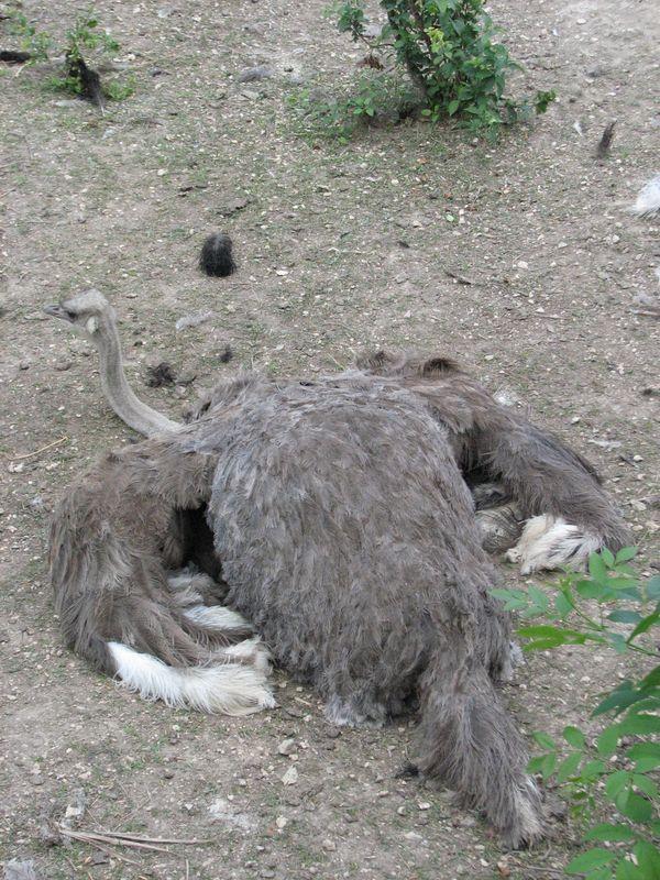 001 Straus lezhit  v Safari-parke Tajgan on zhe Park lvov
