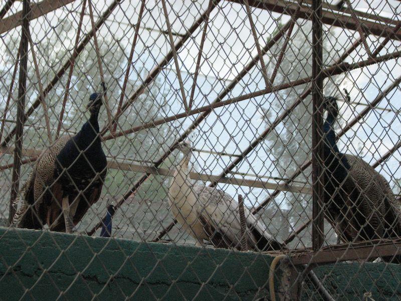 01 Pavlini na krishe ptichnika na podvorie domashnih zhivotnih v Safari-parke Tajgan on zhe Park lvov