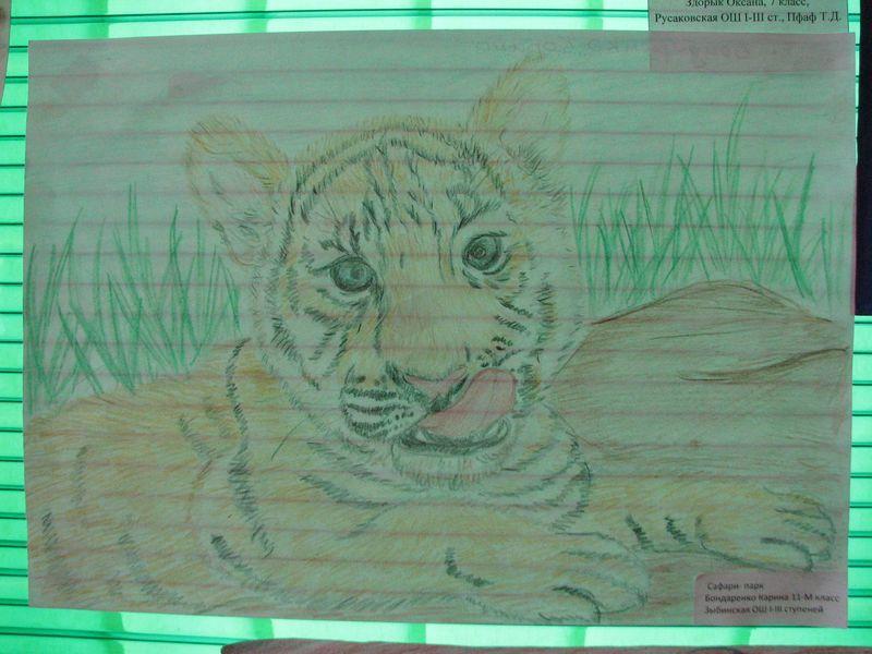 022 Detskij risunok tigrenka v kafe Safari-parka Tajgan on zhe Park lvov