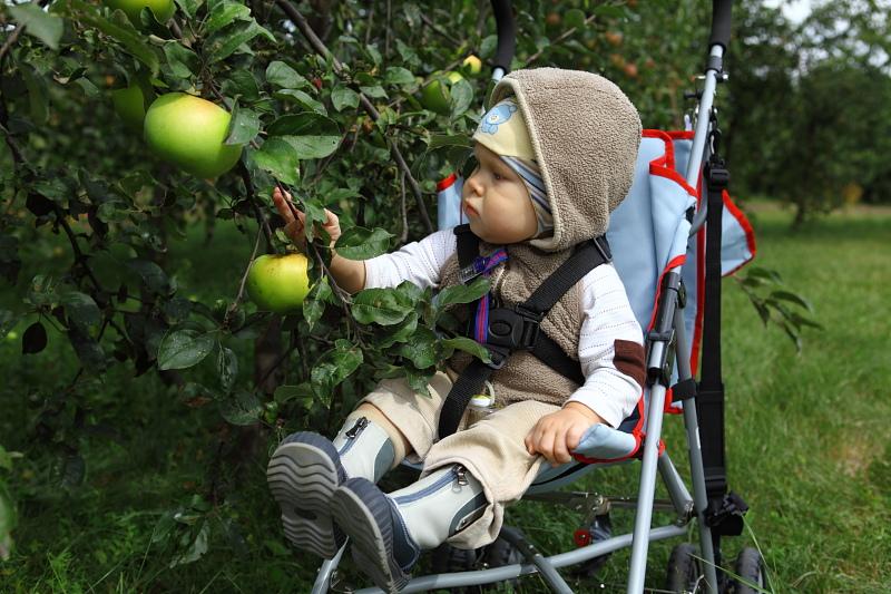 В деревне урожай яблок