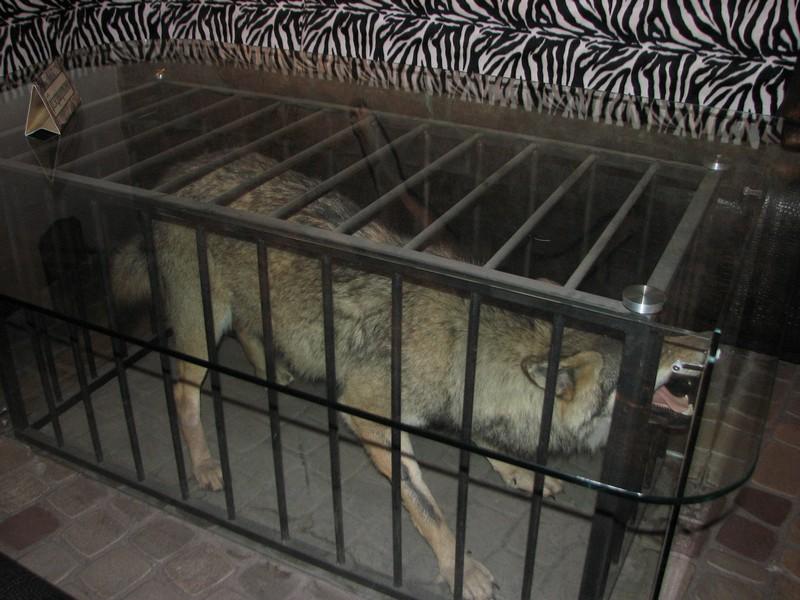 008 Restoran Balagan City Voronezh volk v kletke pod stolom