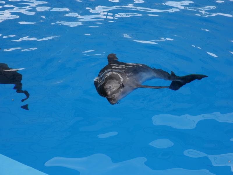 Дельфины. Судакский дельфинарий.