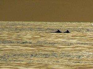 Инжир. Дельфины на закате. Апрель 2011.jpg