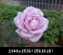 Lilovaya roza