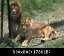 006 Lev i lvica pomirilis u rechetki v Safari-parke Tajgan on zhe Park lvov