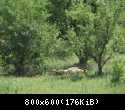 002 Lvica vverh puzom v Safari-parke Tajgan on zhe Park lvov 2