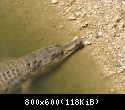 004 Krokodil nepodaleku ot lebedej v Safari-parke Tajgan on zhe Park lvov 3