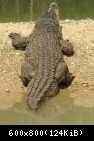 006 Vid ot tualeta na krokodia v Safari-parke Tajgan on zhe Park lvov 2