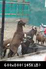05 Kozi na podvorie domashnih zhivotnih v Safari-parke Tajgan on zhe Park lvov