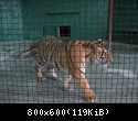 004 Tigr v Safari-parke Tajgan on zhe Park lvov
