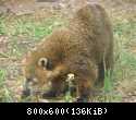 01 Koati v Safari-parke Tajgan on zhe Park lvov