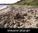 Ksenya vibiraetsya iz peska na plyazhe u lagerya na Belyause 1